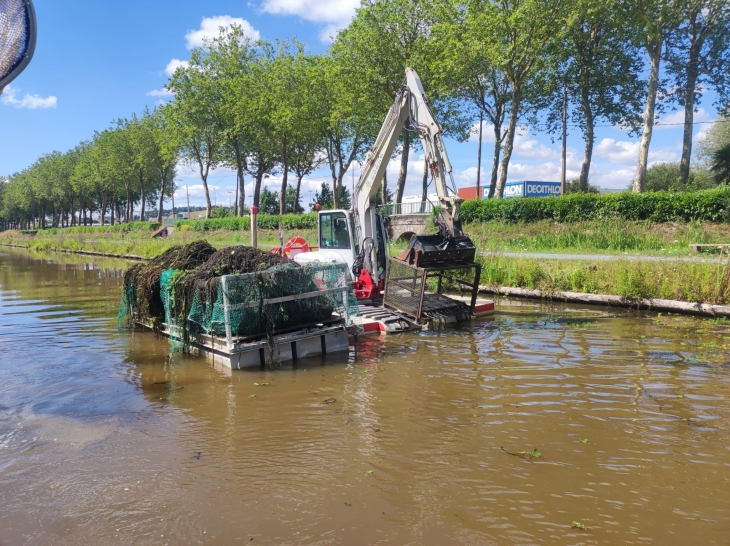 Plantes invasives.jpg